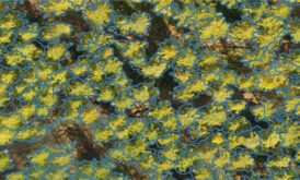Tree Crown Segmentation