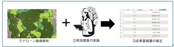 【海外事業】フィリピンにおけるマングローブ植林地での炭素蓄積量推定調査を実施